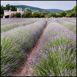 lavender field, Sauzet