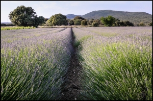 Lavender field near Salles sous Bois
